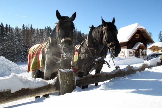 Pferdeschlittenfahrten in Ramsau am Dachstein