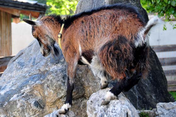 Urlaub am Bauernhof in Ramsau am Dachstein