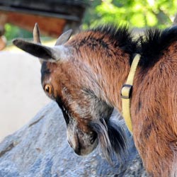 Ziegen in Ramsau